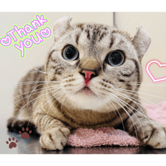 美短捲耳貓-麻糬的喵聲