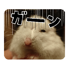 Hamu Hamu(Phodopus roborovskii)