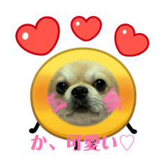 marumametan_20260214185546