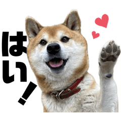 rondaisukiman_20260214144100