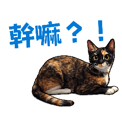 超實用玳瑁貓情緒日常