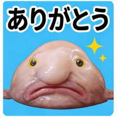Squishy-faced Blobfish: Complete Emotion