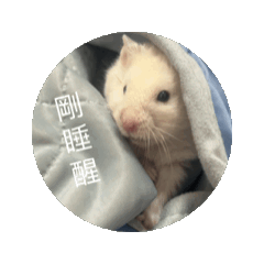 多比寶寶の日常