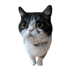 gomagoma_20260214211654