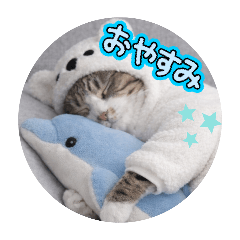 cotton_20260214230214