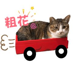 我是三花貓，蔣花