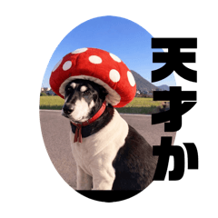 iroha_20260215060640