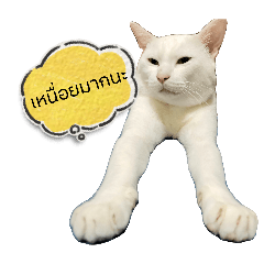 Arya.D_20260215104259