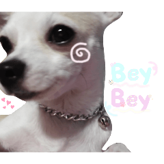 paopao_20260215103811