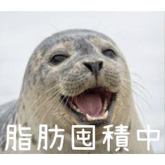 動物也EMO