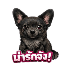 Guinea pig_20260215053648