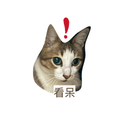 baby.cat_0101
