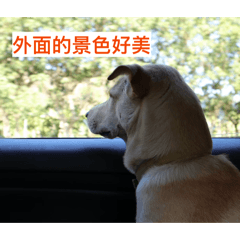 許家萌狗