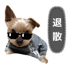 CANDY_20260215102609