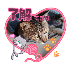 temari_20260215132221