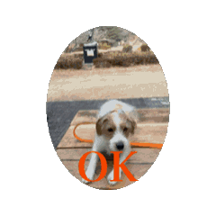 Aggie_20260215175732