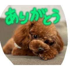 kokoppe_20260215113349