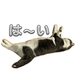 toyot_20260215114633