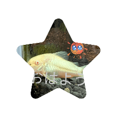 ayayan_20260211160648