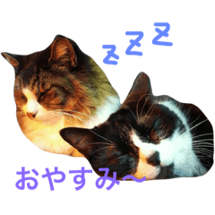 Cat's at Harada family