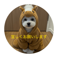 KOMAME_20260215193823