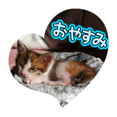 Nyani_20260215195019