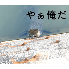 Sre37_20260215194426