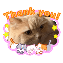 FuwaNeko  Studio_20260215140345