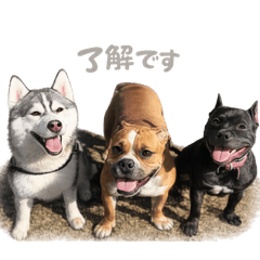 jasmine_20260215201654