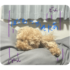 Koko_20260215201845