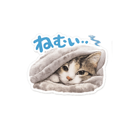 tobiko_20260215213917