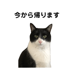 Hachi_20260215222015