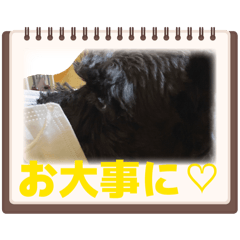 Pepepe_20260215122747