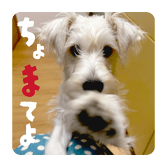 Miniature Schnauzer SORAkun 1