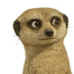 二度見ーあきゃっと