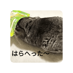 CHINCHIRABIBIRINOBeechan