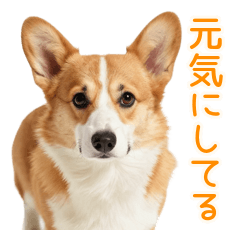 Overprotective Corgi Seasons