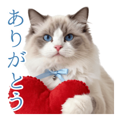 Gentle Ragdoll Cat: Daily Support