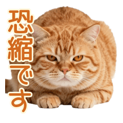 Soft Orange Tabby Polite Days