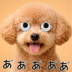 會動眼睛的狗狗 - 玩具貴賓犬