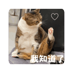 療癒的動物特輯