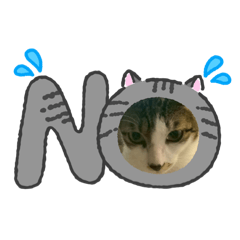 可愛的小招財第二代