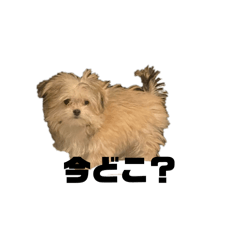 Mellow the Maruchiwa