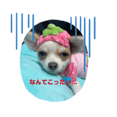 SAKURAHIME_20260215163007