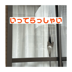 white_berry_cat_tororo2