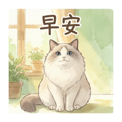 布偶貓芋頭的可愛貼圖