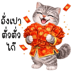 Grey cat Chi Chinese New Year