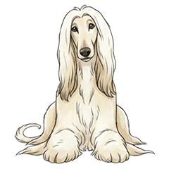 Noble Afghan Hound's  Daily Life