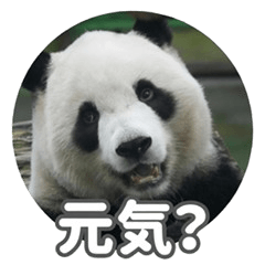 Animal Greetings: "How Are You?"