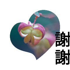 台湾花々愛と挨拶のメッセージ華やかなお花